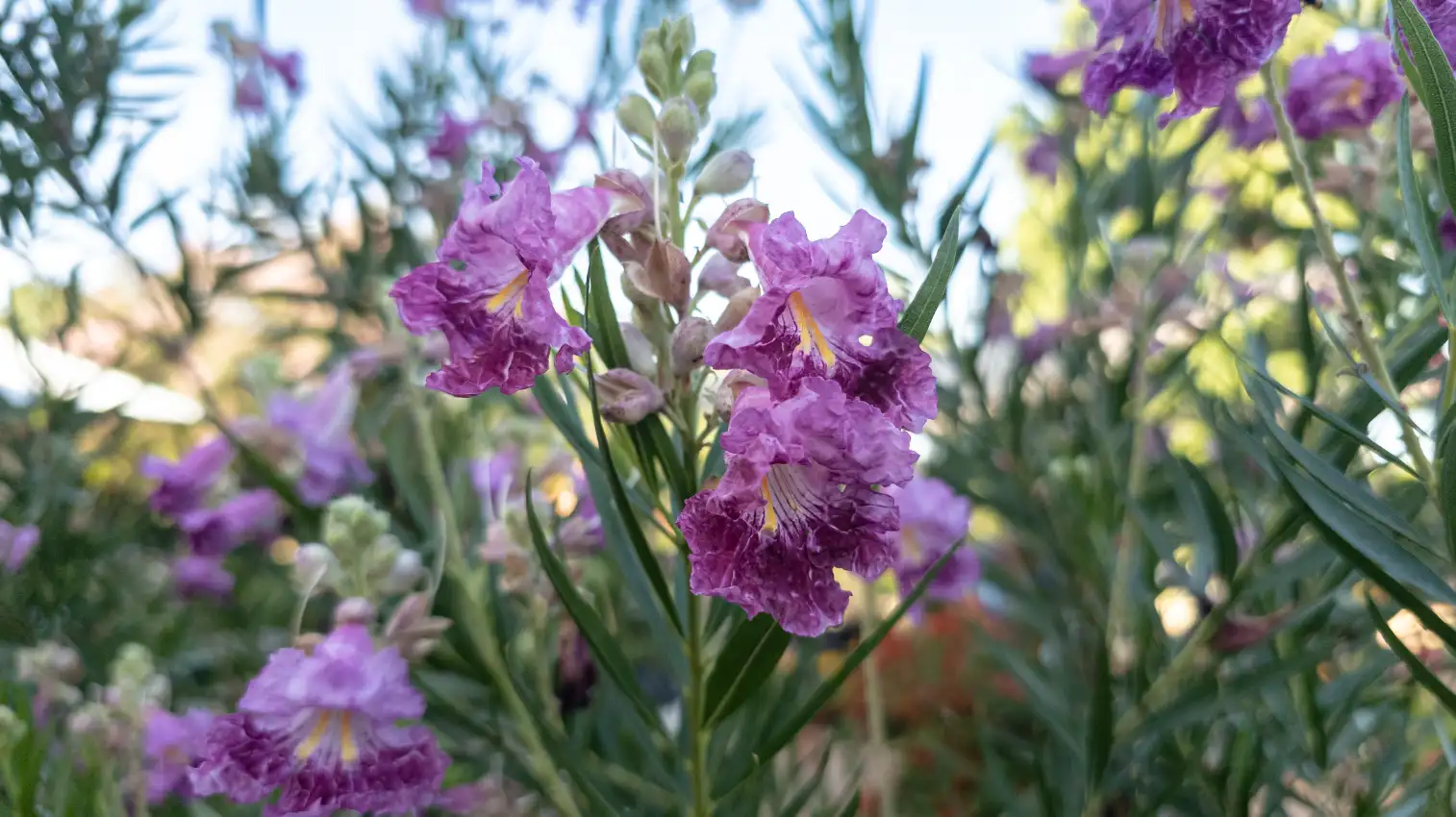 Bubba Desert Willow Image