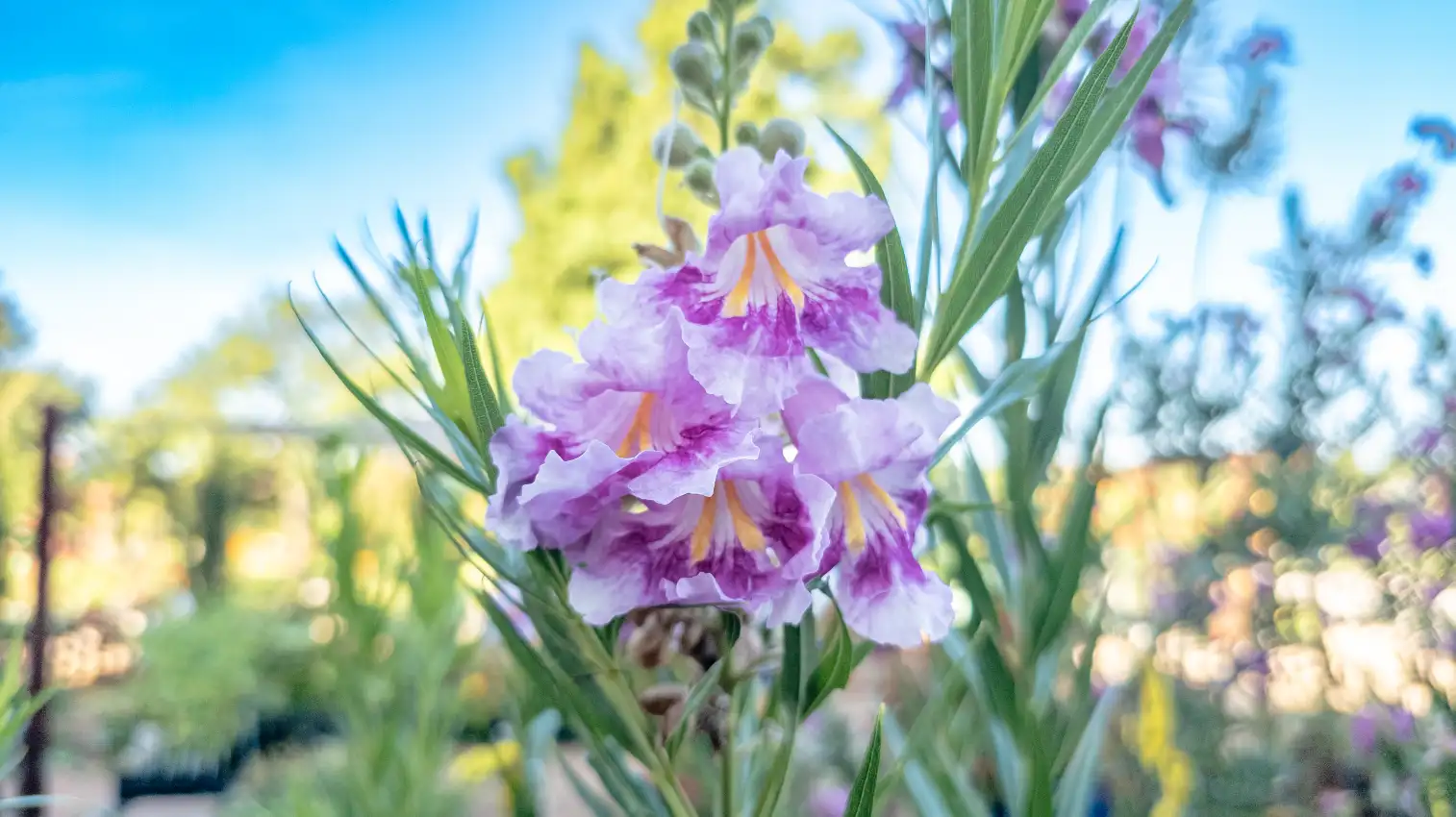 Bubba Jones Desert Willow Image