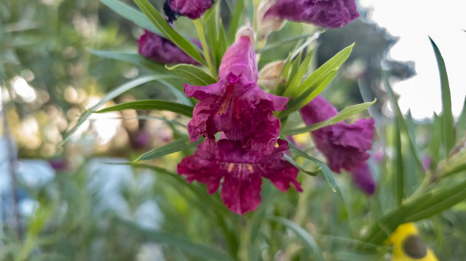 Sweet Bubba Desert Willow Image